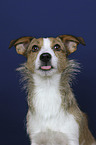 Jack-Russell-Terrier-Mongrel portrait