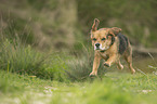 running Beagle-Mongrel