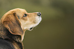 Beagle-Mongrel portrait