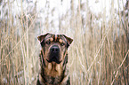 Shar-Pei-Mongrel portrait