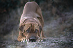 standing Shar-Pei-Mongrel