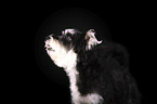 Schnauzer-Yorkshire-Terrier-Mongrel portrait
