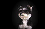 Schnauzer-Yorkshire-Terrier-Mongrel portrait