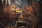 standing Podenco-Mongrel