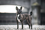 standing Basenji-French-Bulldog-Mongrel