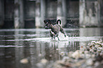 running Basenji-French-Bulldog-Mongrel