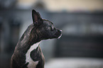 Basenji-French-Bulldog-Mongrel portrait