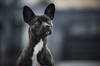 Basenji-French-Bulldog-Mongrel portrait