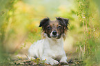 Jack-Russell-Chihuahua-Mongrel