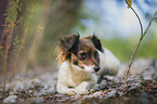 Jack-Russell-Chihuahua-Mongrel