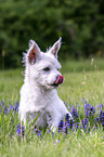 sitting Maltese-West-Highland-White-Terrier-Mongrel