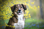 Australian-Shepherd-Austrian-Pinscher-Mongrel portrait