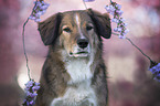 Australian-Shepherd-Austrian-Pinscher-Mongrel portrait