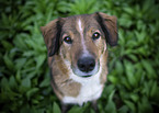 Australian-Shepherd-Austrian-Pinscher-Mongrel