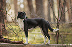 standing Border-Collie-Mongrel