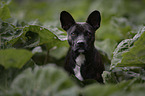 Basenji-French-Bulldog-Mongrel portrait