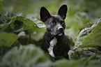 Basenji-French-Bulldog-Mongrel portrait