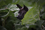 Basenji-French-Bulldog-Mongrel portrait