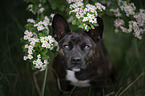 Basenji-French-Bulldog-Mongrel portrait