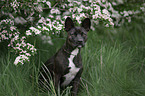 sitting Basenji-French-Bulldog-Mongrel