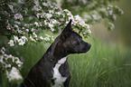 Basenji-French-Bulldog-Mongrel portrait