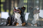 lying Australian-Shepherd-Bernese-Mountain-Dog-Mongrel