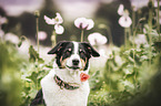 Australian-Shepherd-Appenzell-Mountain-Dog-Mongrel portrait