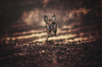 running Terrier-Mongrel