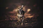 running Terrier-Mongrel