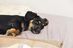 lying Dachshund-Mongrel Puppy