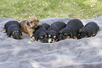 lying Dachshund-Mongrel Puppies