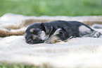 lying Dachshund-Mongrel Puppy