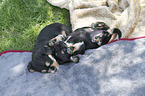 lying Dachshund-Mongrel Puppies