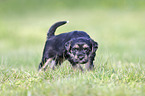 standing Dachshund-Mongrel Puppy