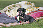 sitting Dachshund-Mongrel Puppy