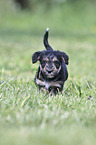 walking Dachshund-Mongrel Puppy