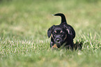 running Dachshund-Mongrel Puppy