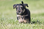 running Dachshund-Mongrel Puppy