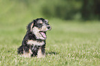 sitting Dachshund-Mongrel Puppy