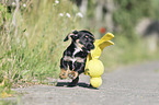 running Dachshund-Mongrel Puppy