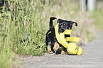 walking Dachshund-Mongrel Puppy