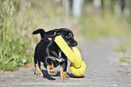 walking Dachshund-Mongrel Puppy