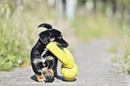 walking Dachshund-Mongrel Puppy