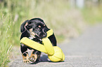 walking Dachshund-Mongrel Puppy