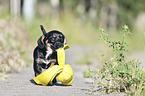 running Dachshund-Mongrel Puppy