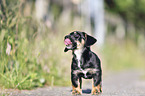 standing Dachshund-Mongrel Puppy