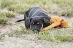 lying Dachshund-Mongrel Puppy