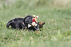 playing Dachshund-Mongrel Puppy