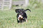 playing Dachshund-Mongrel Puppy