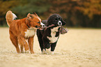 Bernese-Mountain-Dog-Mongrel and Newfoundlander-Mongrel